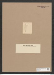 Navicula sp. (de-Toni-Nr.: Genus 1) Zeichnungen Sammlung Grunow Nr. 1418 (NHMW-BOT-W0368394)